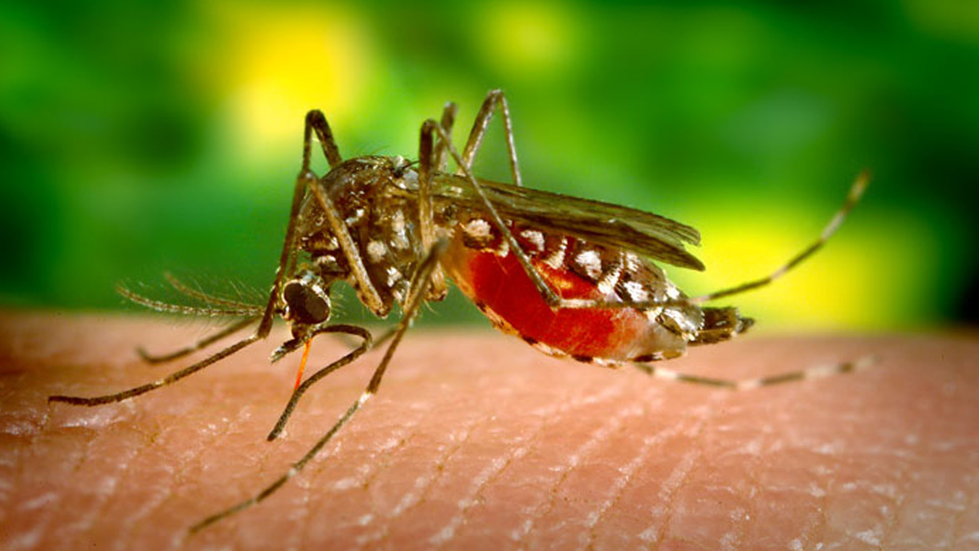 Professores, alunos e profissionais de saúde realizam mutirão contra o Aedes aegypti