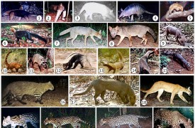 Professores da UEMA publicam artigo na revista Biota Neotropica sobre espécies de mamíferos terrestres não voadores do Maranhão