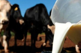 Acadêmica de veterinária realiza capacitação online de boas práticas agropecuárias na produção leiteira