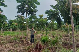 UEMA realiza pesquisa sobre modelos para implantação de povoamentos da madeira mogno africano como forma de recuperar áreas degradadas