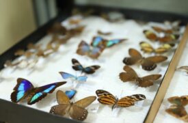 UEMA possui o maior acervo de insetos do Nordeste: conheça a Coleção Zoológica do Maranhão (CZMA)