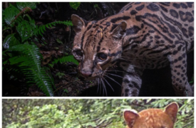 Internacionalização da extensão na UEMA entra em foco por meio do projeto “Carnívoros Domésticos e Pequenos Felinos Silvestres”