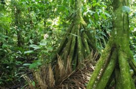 Professora da UEMA participa de pesquisa sobre solo Amazônico