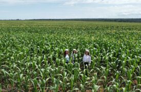 Professoras da UEMA realizam pesquisa sobre a resistência da tecnologia BT no milho utilizada no Cerrado Maranhense