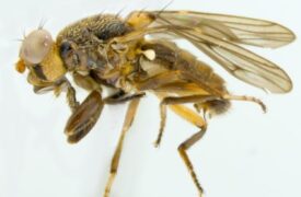 Pesquisadores da Uema descobrem nova espécie de mosca no Maranhão e homenageiam a Fapema