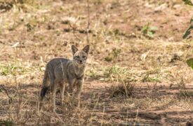 Estudo de Pesquisadores da Uema revela hibridização inédita entre espécies de raposas no Brasil