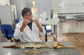 Uema recebe doação de esqueletos de golfinhos para estudos acadêmicos