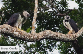 Projeto de extensão da Uema chama atenção para aves amazônicas ameaçadas de extinção