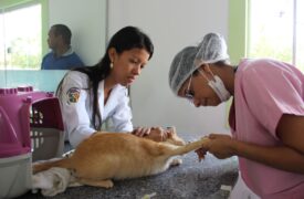 Inscrições para o Programa de Aprimoramento Profissional em Medicina Veterinária da Fapema encerram na próxima segunda-feira (16)