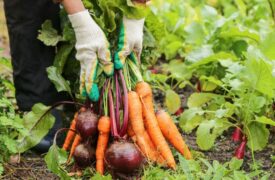 I Seminário de Agricultura Urbana e Periurbana do Maranhão será realizado na Uema