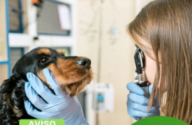 Hospital Veterinário da Uema informa mudança temporária no atendimento de Oftalmologia no dia 9 de Outubro