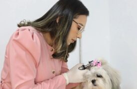 Hospital Veterinário da Uema informa mudança temporária no atendimento de Dermatologia entre os dias 22 e 31 de outubro